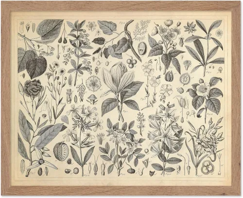 Miniatura 40 de Poster Master Póster Vintage de Plantas Cultivadas - Impresión Botánica Retro - Arte de Flores - Arte de Plantas - Regalo para Hombres y Mujeres