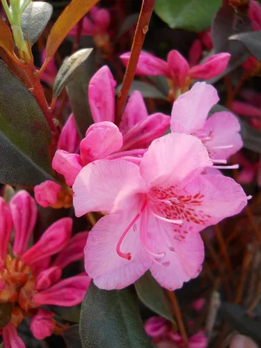 Miniatura 2 de Rododendro 'Aglo' (Rododendro) Perenne, flores rosas, #2 - Tamaño Contenedor
