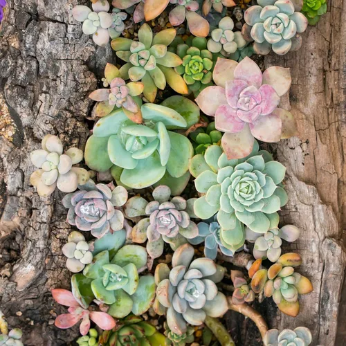 Miniatura 7 de Mountain Crest Gardens Rosette - Paquete a granel de suculentas – 50 plantas vivas, 5 de cada variedad, enraizadas en macetas de 2 pulgadas