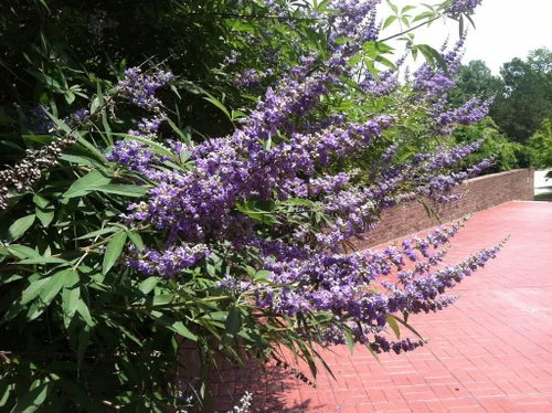 Miniatura 3 de 25 semillas de flor de pimienta de monje Vitex Agnus Castus