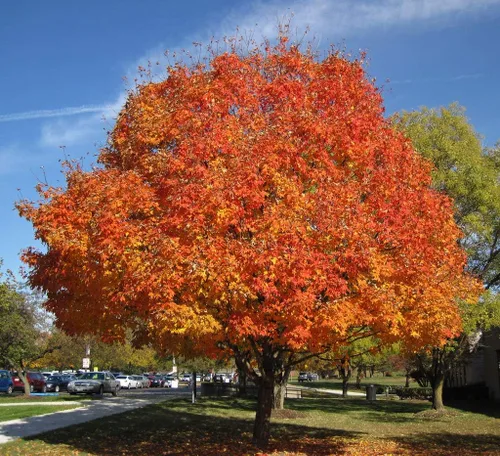 Arce de azúcar americano, árbol nativo hace jarabe de arce, planta viva enviada de 2 a 3 pies de alto por DAS Farms