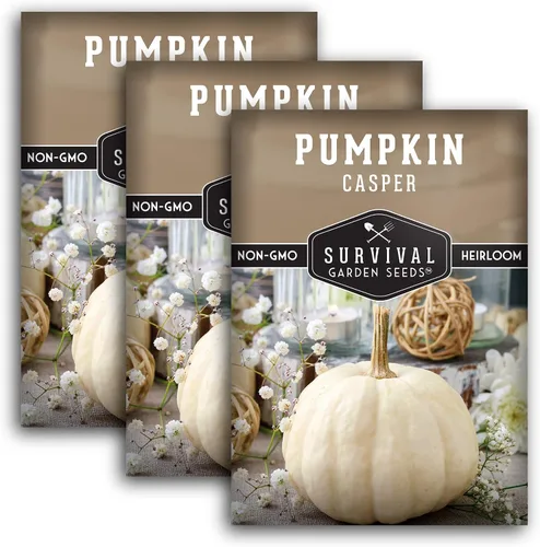 Miniatura 11 de Casper - Semillas de calabaza para plantar Calabazas blancas sin OMG con piel suave y carne dulce para decoración de otoño, tallado, horneado