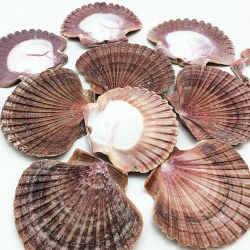 Miniatura 15 de Conchas marinas Pepperlonely, vieiras de diferentes tamaños