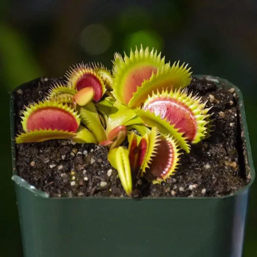 Miniatura 4 de Mezcla de tierra para plantas carnívoras, bolsa de tamaño pequeño de 1 cuarto de galón para trasplantar, todos los ingredientes naturales ideales