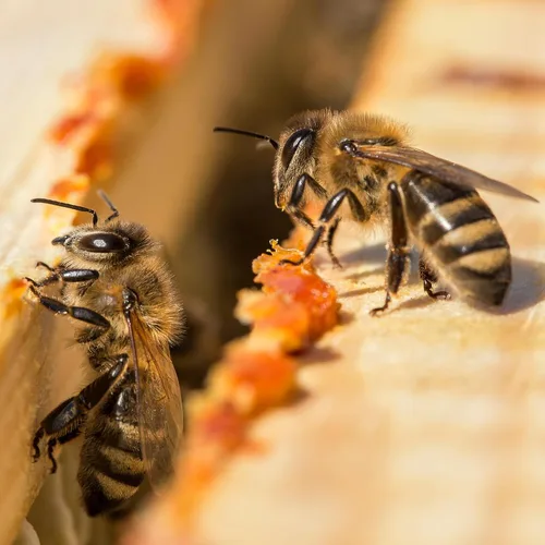 Miniatura 8 de Herb Pharm Extracto de hierbas líquido de propóleos: Apoyo inmunológico de propóleos Propóleo de abeja para el bienestar Extracto líquido