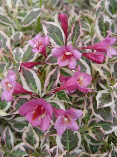 Ganadores probados - Weigela florida My Monet (Weigela) Arbusto, flores rosas, #2 - Tamaño Contenedor