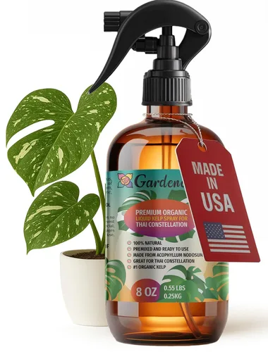 Miniatura 22 de GARDENERA Spray orgánico profesional de algas marinas para plantas AGLAONEMA – 8 oz – Rocío fertilizante de algas marinas y algas marinas totalmente