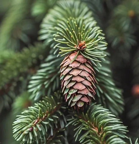 Miniatura 5 de Picea glauca densata (Black Hills Spruce) Semillas de árboles, forma simétrica, follaje denso, semillas de MySeeds.Co, eliges