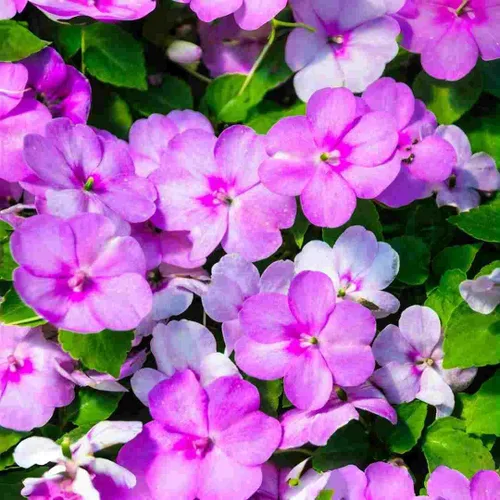 400 semillas de flores de bálsamo Impatiens de colores mixtos, flores anuales brillantes para exhibición de jardín de verano