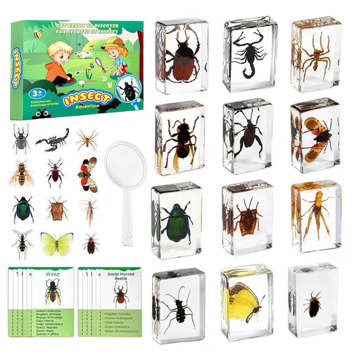 Specimen de Insectos en Resina, 12 PIEZAS Colección Educativa Científica de Insectos, Specimens Reales de Varias Mariposas y Escarabajos