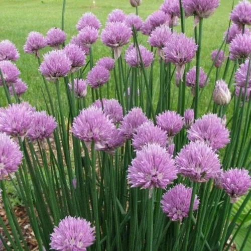500 semillas de cebollino de jardín, sin OMG, semillas siempre frescas. Semillas de siembra para el jardín de verduras y hierbas en el hogar