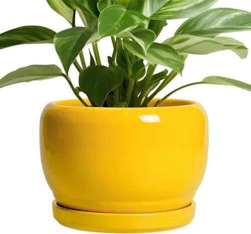 Miniatura 29 de SQOWL Macetas de cerámica – Maceta de 6 pulgadas con orificio de drenaje y bandeja, maceta redonda para plantas de interior, maceta decorativa