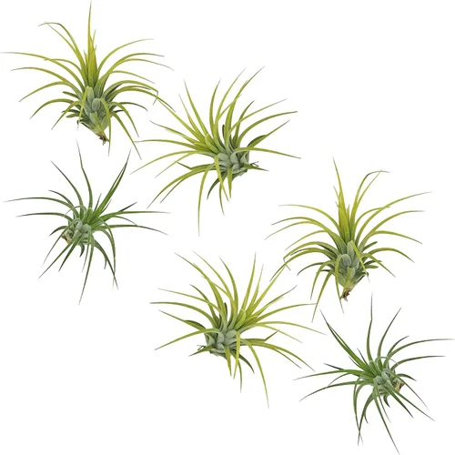 Miniatura 6 de ragnaroc Plantas de aire – Druida Tillandsia Ionantha, Regular 2-3 pulgadas – 3 ct – Llegada viva garantizada – Plantas de interior para decoración