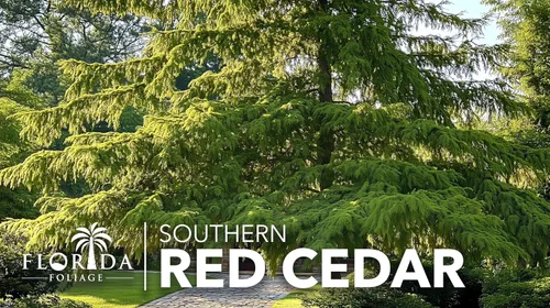 Miniatura 9 de Árbol de cedro rojo del sur 30 plantas vivas Juniperus virginiana Silicicola Árboles resistentes de hoja perenne de rápido crecimiento