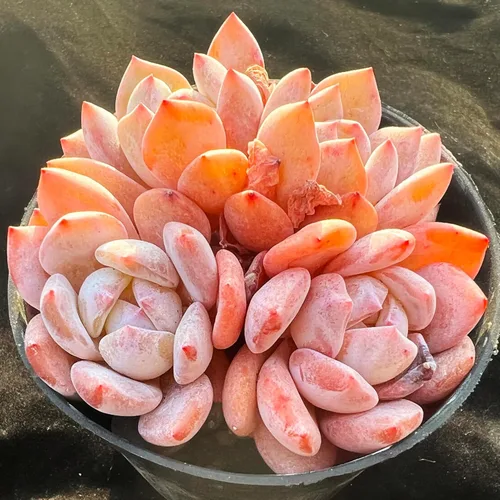 Echeveria Snow Angel - Plantas suculentas vivas raras, 4 cabezas tamaño maceta de 3.5 pulgadas, planta viva rosa, excluye maceta y tierra, Echeveria