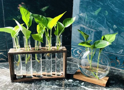 Miniatura 4 de Estación de propagación de plantas de madera de 5 tubos, soporte de terrario de vidrio de mesa para esquejes hidroponía, decoración de escritorio