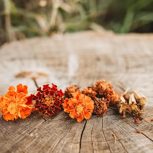 Miniatura 6 de Caléndula francesa - 250 semillas - Variedad de reliquia y polinizada abierta, semillas de flores fáciles de cultivar, sin OMG para plantar al aire