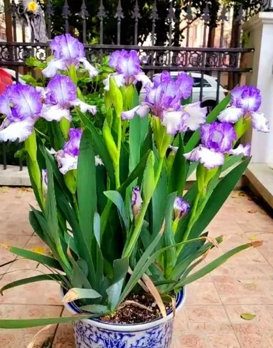 Miniatura 4 de 120 semillas de iris mezcladas impresionantes perennes, fragantes raros azules mágicos bicolor de la bandera siberiana flor