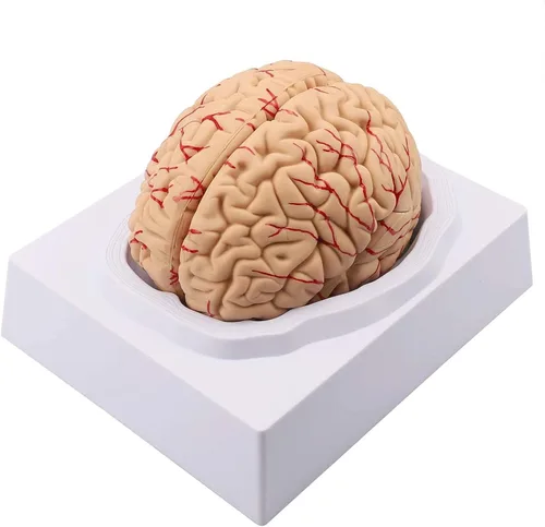 Miniatura 2 de Modelo de cerebro humano de anatomía 1:1 Modelo de cerebro anatómico Tamaño de la vida 8 piezas Modelo de anatomía para exhibición de enseñanza