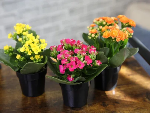 Miniatura 4 de Kalanchoe - Paquete de 3 plantas de flores, decoración de plantas de escritorio, regalos de suculentas vivas para amantes de las plantas, ideas
