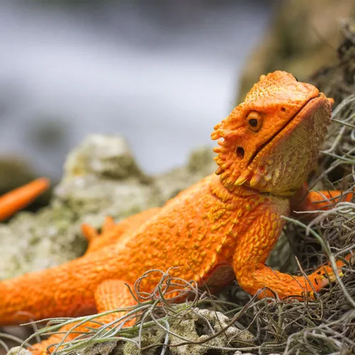 Miniatura 5 de Safari Ltd Incredible Creatures Dragón barbudo