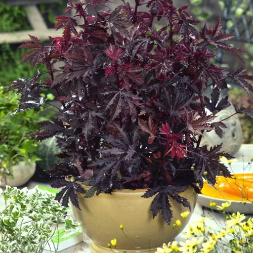 Miniatura 7 de Outsidepride Semillas de hibisco esplendor de caoba – 20 piezas de semillas de flores perennes para plantar polinizadores, follaje elegante y denso