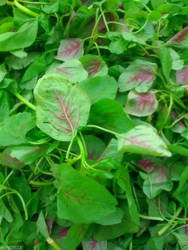 Miniatura 4 de Verduras de hoja, semillas de amaranto "Red" belleza chino espinacas Yin Cho o Callaloo.