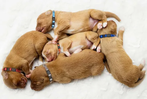 Miniatura 6 de 16 collares de cachorros para cachorros pequeños, collares de seguridad con hebilla de seguridad para cachorros, collar de parto ajustable