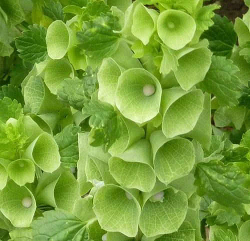 Miniatura 2 de Semillas Campanas de Irlanda Moluccella Shellflower Flores anuales
