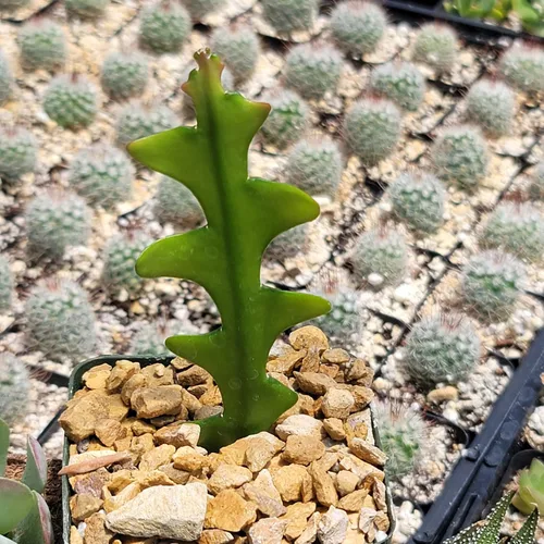 Miniatura 3 de Planet Desert Epiphyllum anguliger Fishbone Cactus