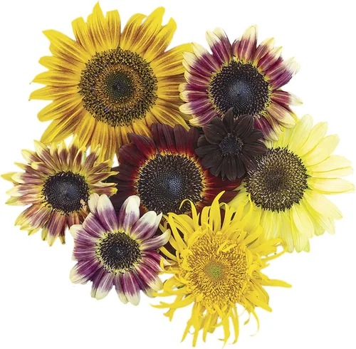 Miniatura 5 de Park Seed Semillas de girasol de oso de peluche gigante, flores dobles esponjosas de 8 pulgadas, variedad de primavera fácil de cultivar, ideal