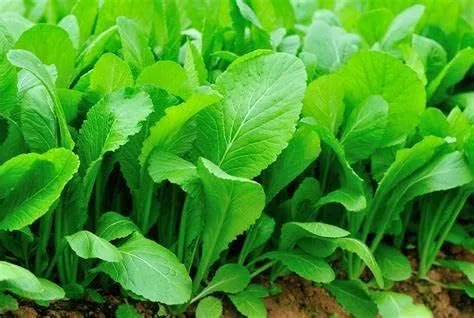 Más de 3000 semillas de mostaza de hoja ancha de Florida para plantar más de 0.35 oz de semillas, brotes de supervivencia de huerto sin OMG