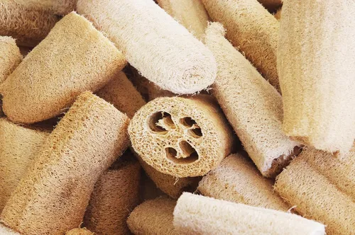 Miniatura 4 de Luffa Seeds - 150 semillas de lufa tradicionales sin OMG (paquete a granel), de origen estadounidense, ideales para cultivar esponjas o verduras