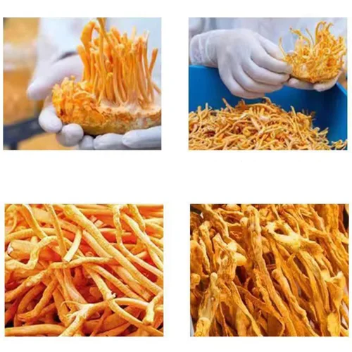 SIFANGDA Cordyceps Flower / Cordyceps seca de hongos militaris/Chong Cao Hua/Cabeza de poro Ordyceps Militaris/Cordceps Pupea Dorado (3.5 onzas)
