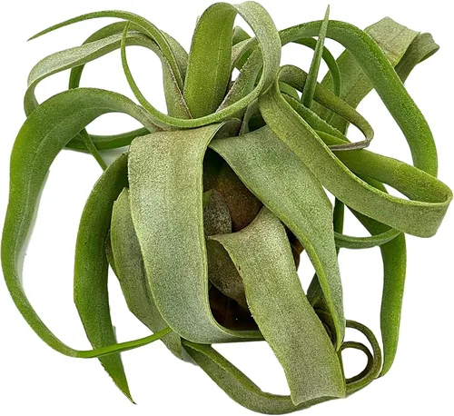 Miniatura 9 de ragnaroc Plantas de aire vivo – Tillandsia Curly Slim Jumbo – 1 unidad de 5 a 9 pulgadas – Ideal para regalos y regalos, plantas de interior vivas