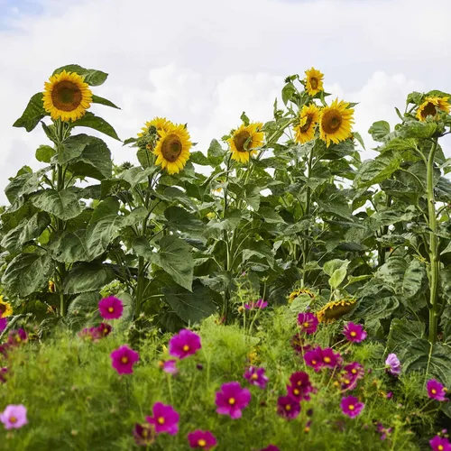 Miniatura 4 de Eden Brothers Semillas de girasol - Autumn Beauty