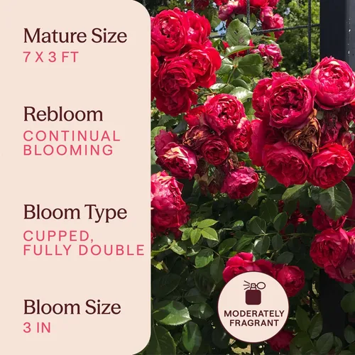Miniatura 6 de Rosas trepadoras tradicionales, planta de raíz viva para jardín al aire libre, Arborose® Florentina, moderadamente fragante, zonas de rusticidad