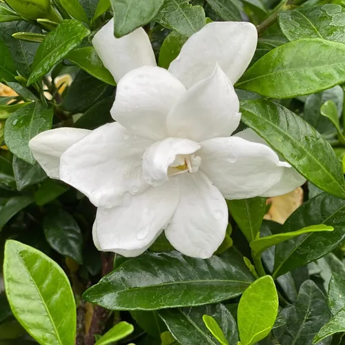 Miniatura 3 de Pillow Talk® Gardenia jasminoides - Ganadores probados - Maceta de 4