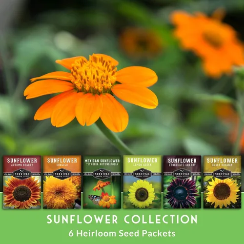 Miniatura 3 de Colección de semillas de girasol para plantar Paquete variado de 6 – Belleza otoñal, negro ruso, cereza de chocolate, oro solar, reina limón