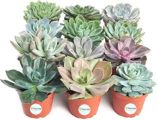 Miniatura 6 de Shop Succulents Colección de bodas Plantas suculentas de roseta a granel vivas Mini suculentas Echeveria enraizadas en macetas de 2 pulgadas