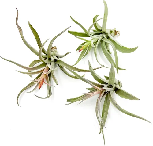 Miniatura 34 de ragnaroc Air Plants - Tillandsia Caput Medusae Floreciente, Grande 5-7" - 1ct - Llegada Viva Garantizada - Plantas de Casa para Decoración del Hogar