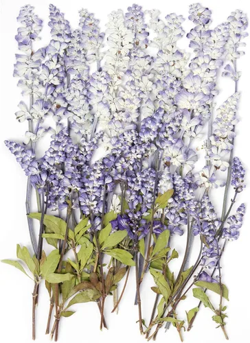 Miniatura 11 de 48 mini flores naturales secas prensadas para el aliento del bebé para decoración de pasteles, invitaciones de boda, flor de gypsophila seca real