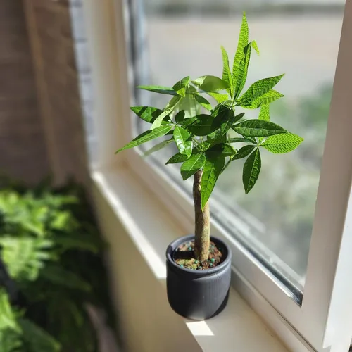 Miniatura 10 de Planta de Árbol de Dinero Viva, Árbol de Dinero Pachira Aquatica, Árbol de Dinero Feng Shui Pachira Aquatica, Planta Pachira Bonsai en Maceta