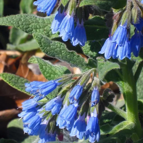 Miniatura 2 de 80 semillas de consuelda Symphytum Officinale - Semillas de jardín frescas reliquia sin OMG