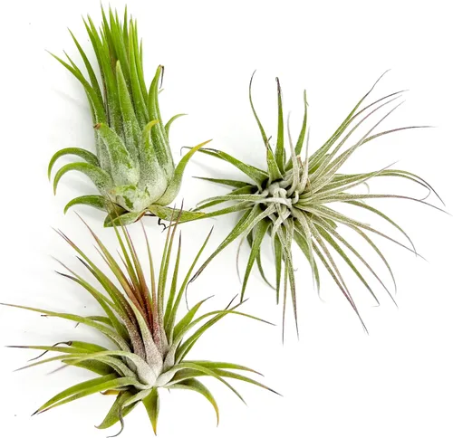 Miniatura 15 de ragnaroc Plantas de aire – Druida Tillandsia Ionantha, Regular 2-3 pulgadas – 3 ct – Llegada viva garantizada – Plantas de interior para decoración
