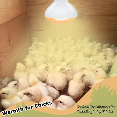 Miniatura 9 de Bombillas de lámpara de calor de reptiles de 60 W, luz de punto de calentamiento UVA de 2.5 pulgadas para dragón barbudo, lagarto, tortuga, pollitos