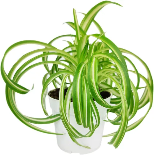 Miniatura 7 de Aloe Vera (9-13 pulgadas de alto en maceta de cultivo de 4 pulgadas) – Planta de interior purificadora de aire y viva saludable – Planta