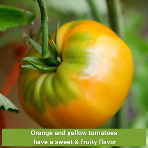 Miniatura 3 de Sow Right Seeds - Colección de semillas de tomate amarillo y naranja para plantar - Brandywine, Jubilee, Kellog's Breakfast, pera amarilla y cereza