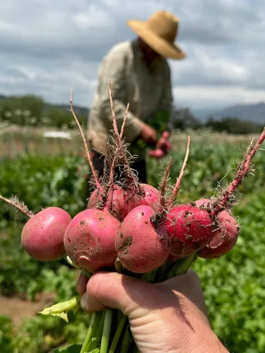 Miniatura 4 de Plant Good Seed Semillas de rábano Organic Pink Beauty – Paquete de 125, semillas tradicionales para plantar verduras – Suministros de jardinería