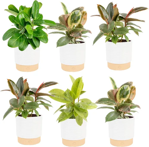 Miniatura 16 de Costa Farms Planta de goma burdeos, árbol ficus elastica vivo para interiores en maceta de vivero, mezcla de tierra para maceta, regalo para Maceta